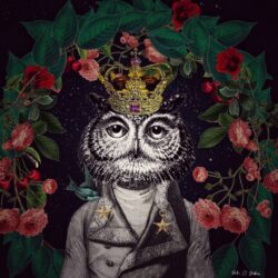 Mr. Owl 1