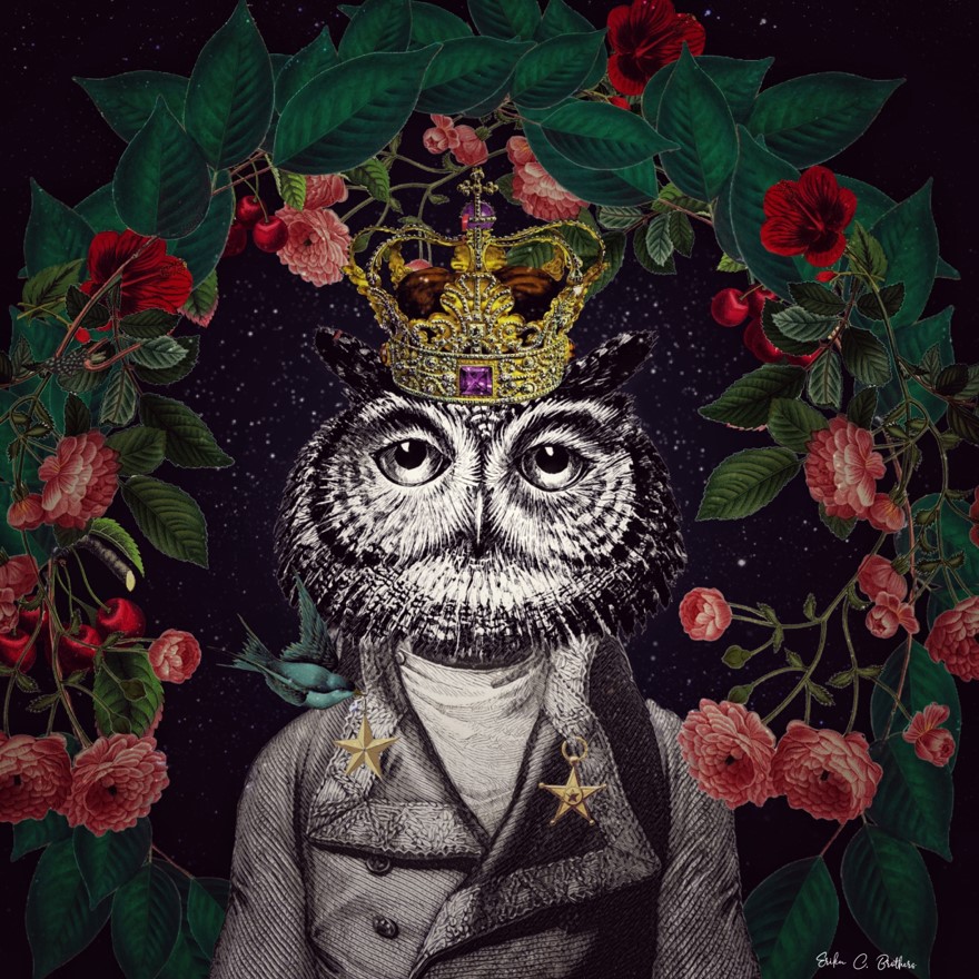 Mr. Owl 1
