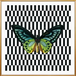 Migration Collection -Blue and green butterfly 1