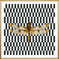 Migration Collection -Dragonfly 1